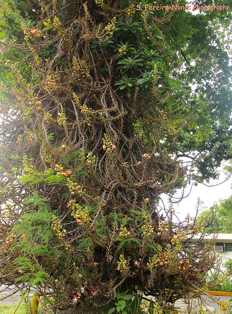 Cannon Ball Tree, Botanic Garden, San Salvador
