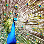Peacock-Edit