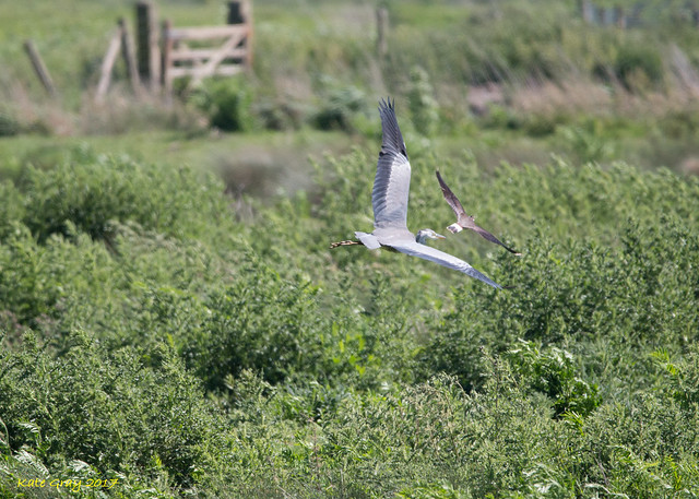 Lapwing sees off a Grey Heron