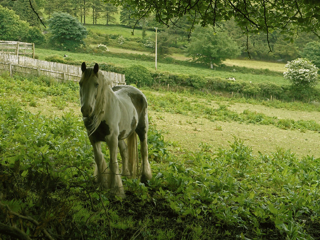 A Horse on a Hillside Farm in Co. Wexford, Ireland