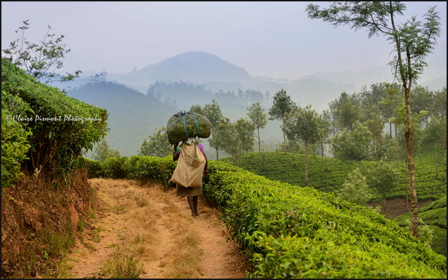 Tea plantation.   Munnar
