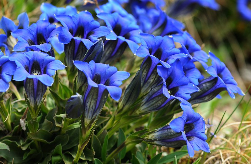 20170526-059F1 | Clusius-Enzian (Gentiana clusii) in den Grigne. Bergamasker Alpen / Norditalien, 26.05.2017