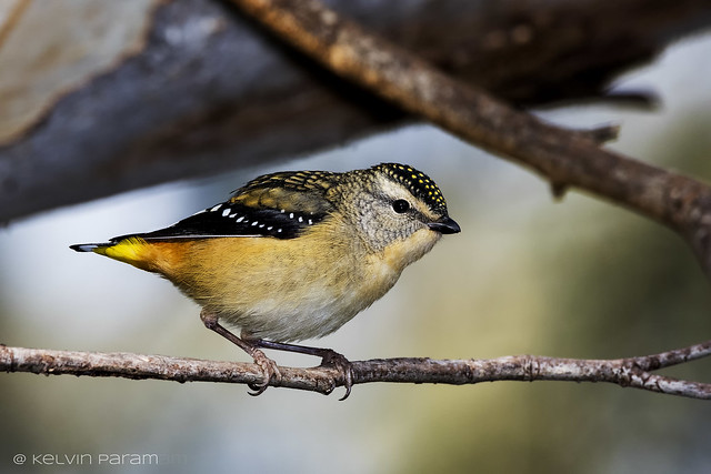 spotted pardalote 0L2A6678