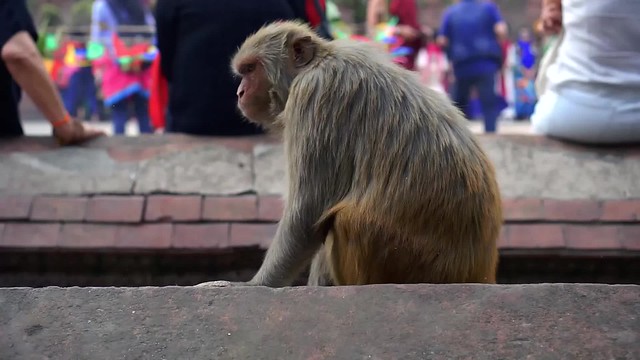 Mischievious Monkey_Fire Puja_Kathmandu_2017