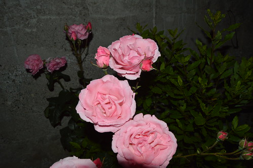 roses pinkroses pink flower