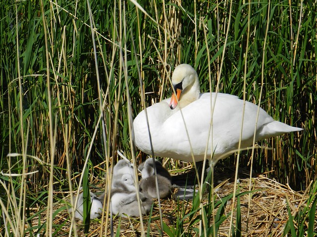 Swan and Cygnets, Inverness, May 2017