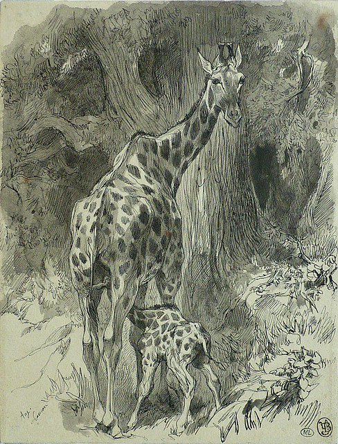 LANÇON Auguste André - Jeune Girafe têtant sa Mère dans une Forêt (drawing, dessin, disegno-Louvre RF22887) - 0
