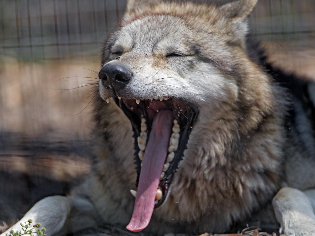 Волк точка ру. Злой волк. Wolf mouth. Опен волк. Самые длинные клыки среди псовых.