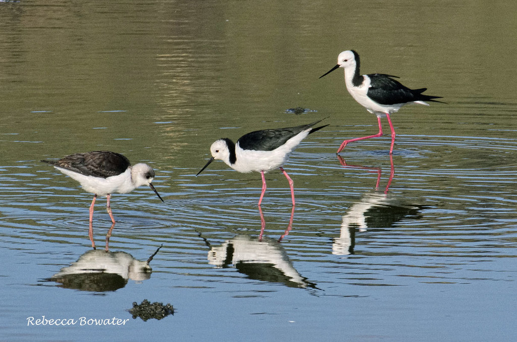 Pied Stilts, juvenile on left with 2 adults