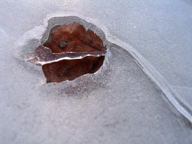 Leaf melted into ice (detail)
