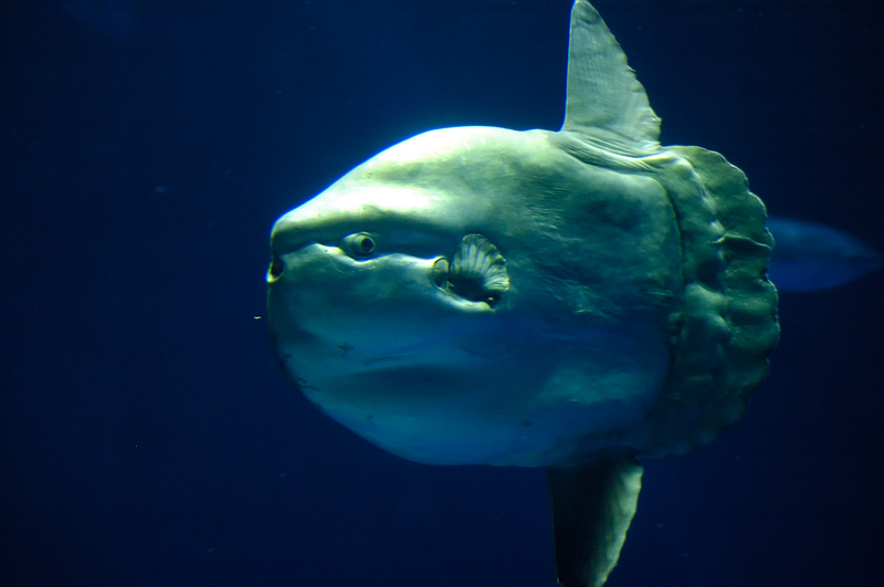 Mola-Mola (Uglyfish), This fish was beaten mercilessly and …