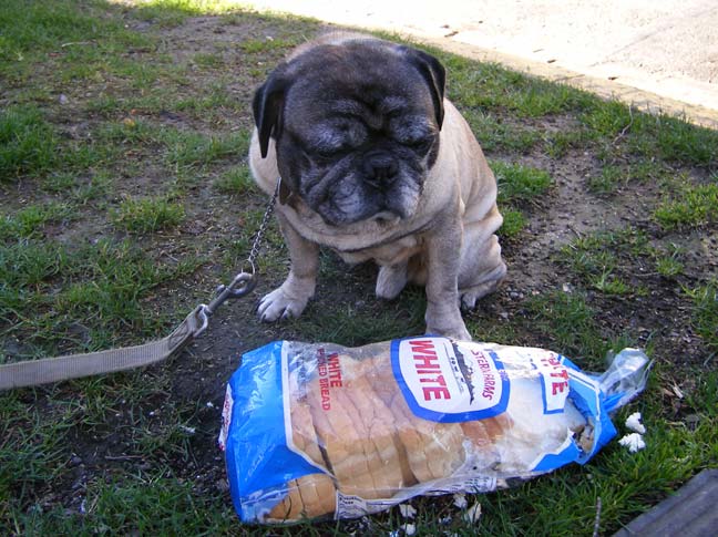 Meditative Pug With Bread