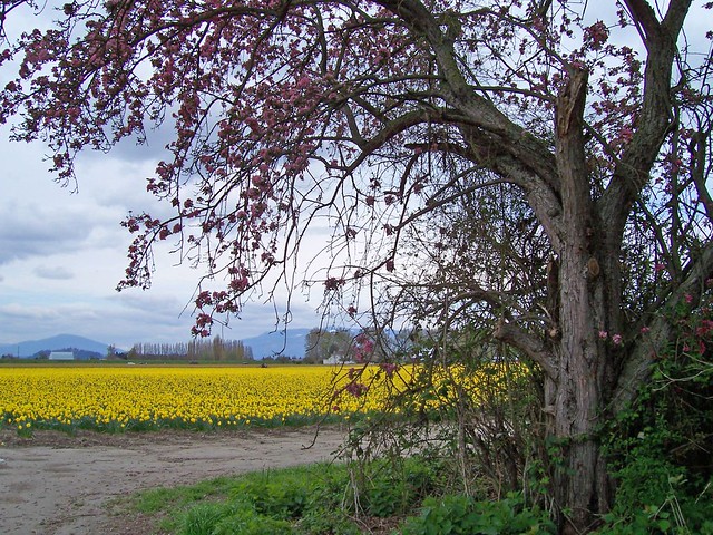 Daffodils in the Skagit Valley
