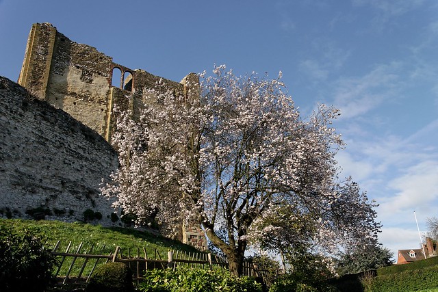Guildford Castle Keep in spring