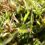 Grass in the garden