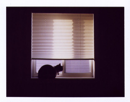 Morning Window | by PinkTulip