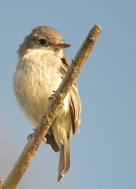 Dusky Flycatcher (Empidonax oberholseri)