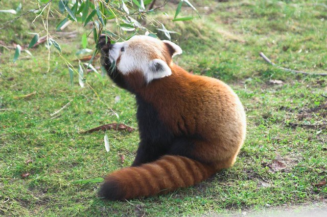 Red Panda | mariandy_gizfel | Flickr