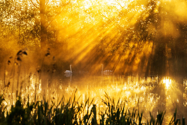 Family swan in the golden sunshine