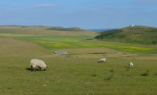 Belle Tout, Beachy Head and sheep Eastbourne to East Dean walk