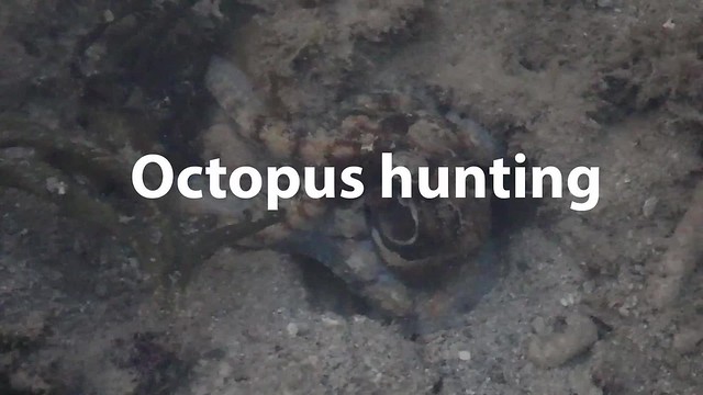 Reef octopus hunting