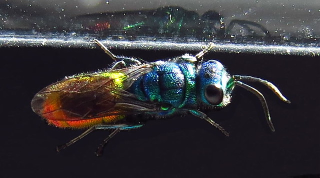Rubytail Wasp