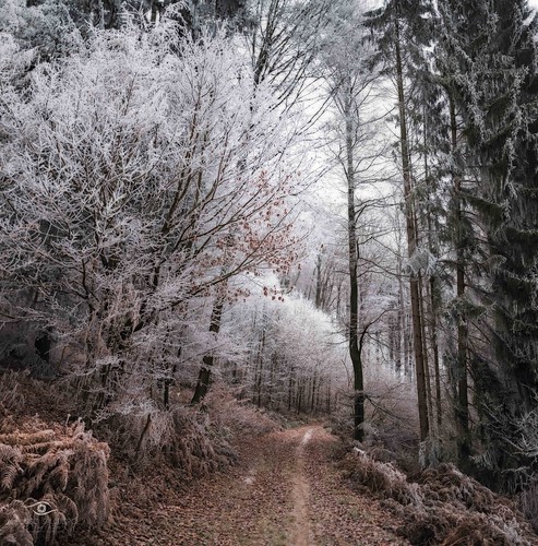 steinsel winter forest frost walk sony a6500 alpha luxembourg