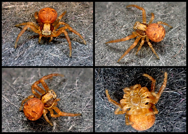 Spider Oxyptila species 1.5 mm