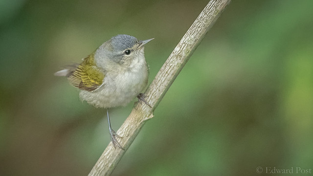 Tennessee warbler (Leiothlypis peregrina)