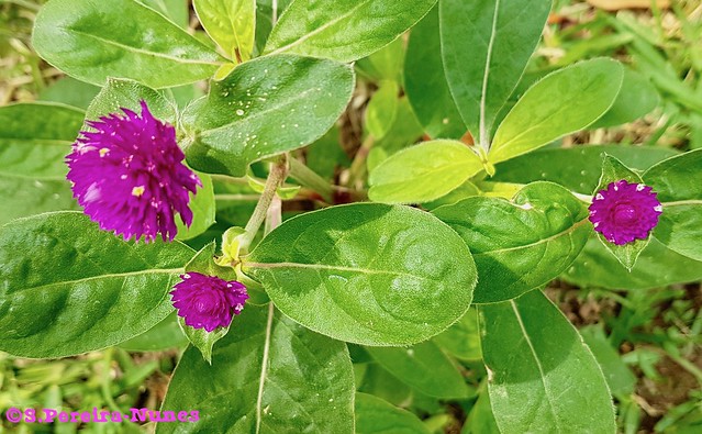 Bachelor Button, Sheraton Gardens, El Salvador