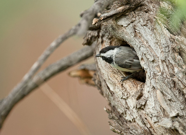 Black-Capped Chickadee Nest Cavity