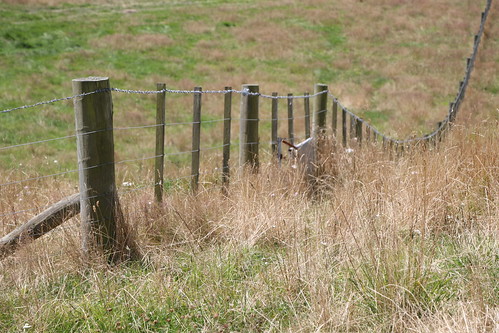 timaru coastal walkway scenic landscape south canterbury new zealand farm reserve fence fenceline