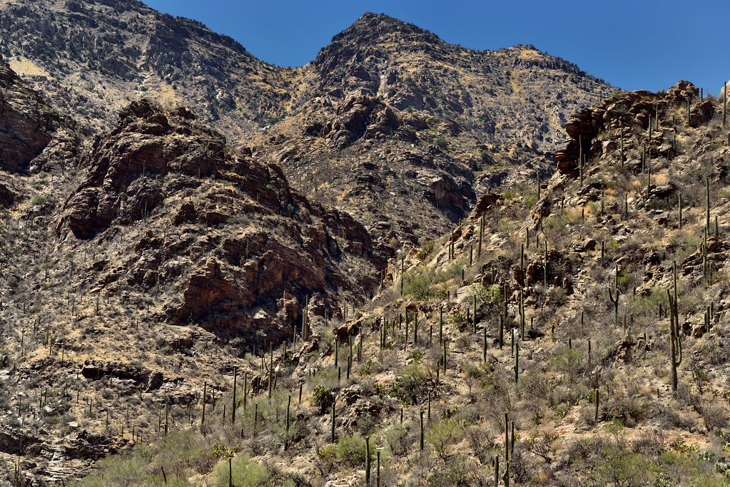 A Rugged Hillside of Rocks, Boulders and Saguaro Cactus