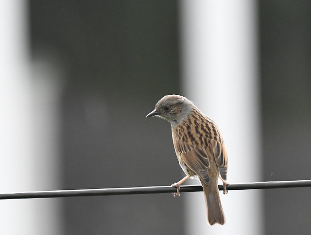 Dunnock on Wire