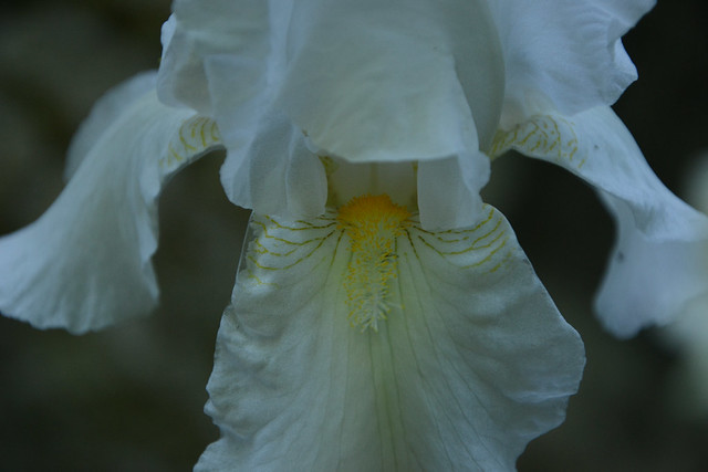 Iris blanc - Lilou [identification en cours] 34052615314_7b8d118d06_z