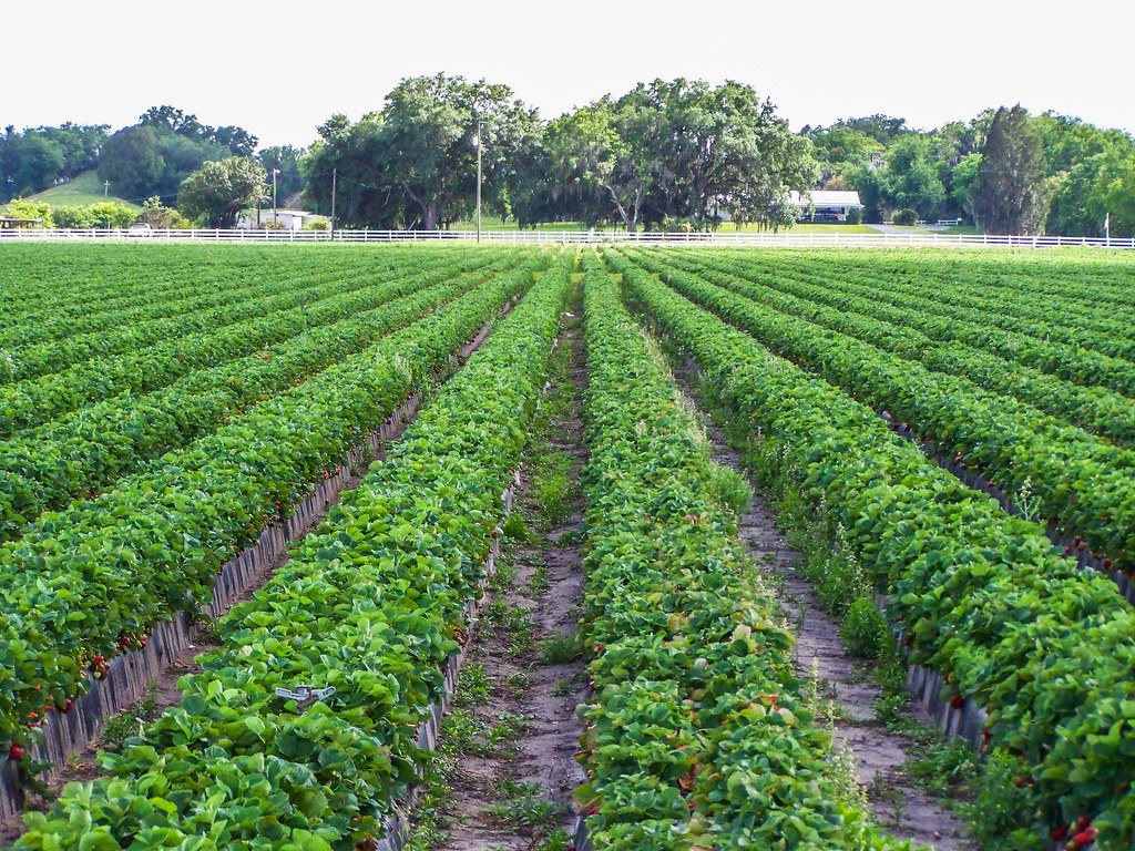 Strawberry Fields Photo taken in Plant City, FL. Aaron