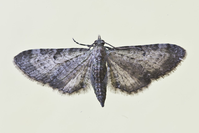 Geometer Moth - family Geometridae (the geometer moths).