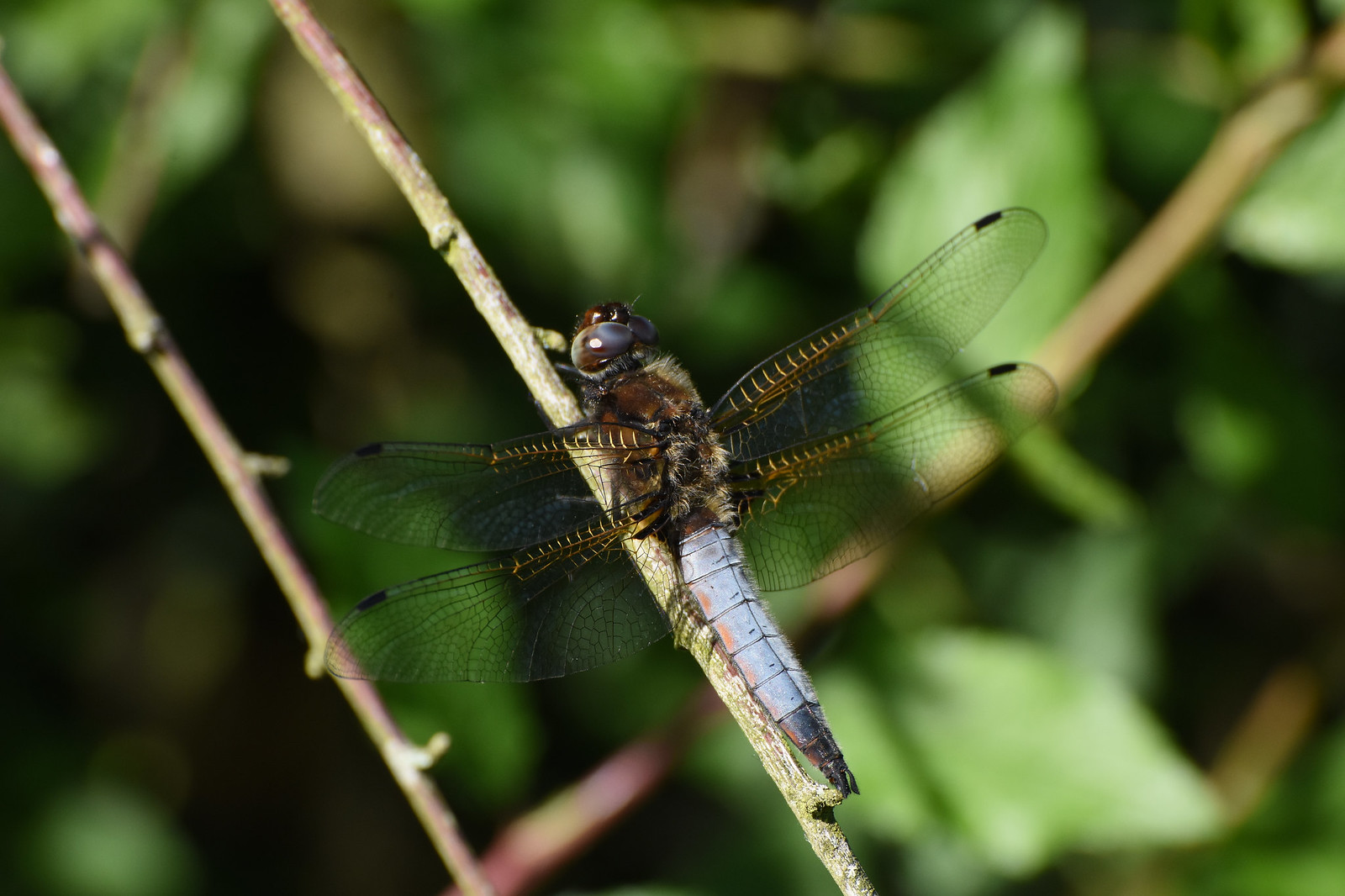 Male Broad-bodied Chaser dragonfly