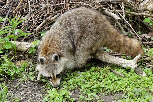 Very friendly Raccoon | by Old Geezer. 1950-2022