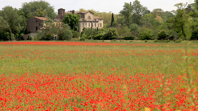Poppy field in South of France