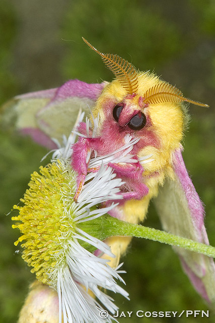 Rosy Maple Moth (Dryocampa rubicunda) portrait R9936 Marti…