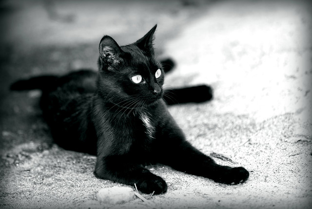 ::black cat::