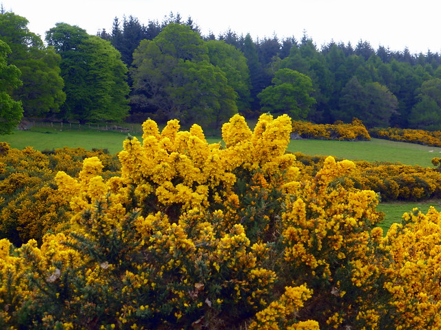 Gorse, furze or whin? You choose