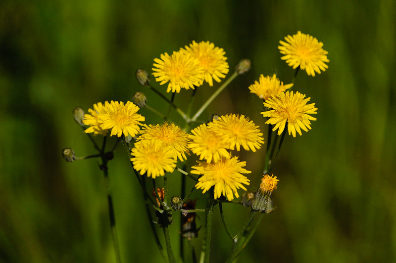 Hawkbit growing wild, flowering