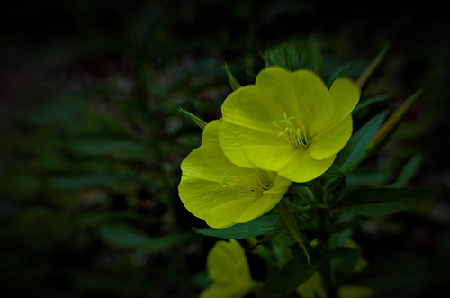 _JMK3671 Gemeine Nachtkerze / german evening primrose | by jeanmarie.paulus