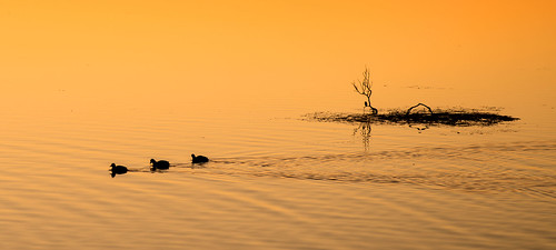 pentax k1 smcpentaxdfa100mmf28macroltd sunrise gold lake water stranded birds paddling ripples wake baragoot pentaxart