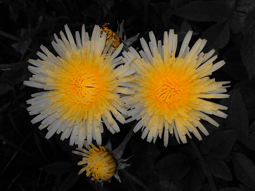 flower nature tver russia yellow