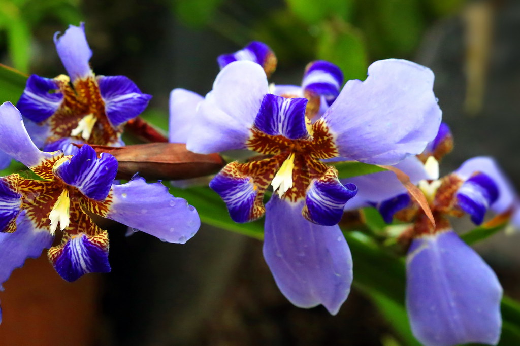 Trio Iris bleu à Tahiti