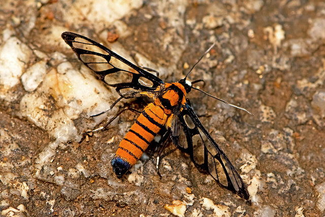 Ceryx cf.sphenodes - a clearwing Tiger Moth