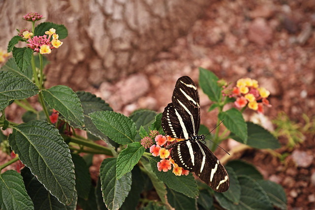 Butterfly @ Phoenix Desert Botanical Garden